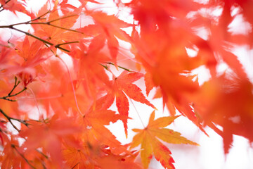 red maple leaves in autumn