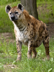 A spotted hyena, Crocuta crocuta, stands in the grass and watches the surroundings.