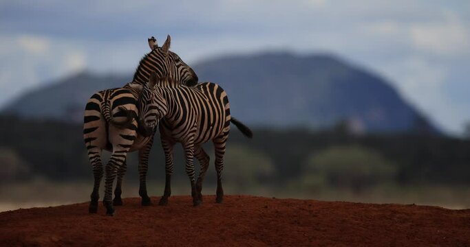 Two zebras hug each other in the Tsavo Game Reserve
