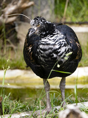 The horned screamer, Anhima cornuta, has a special feather on his head, resting on one leg