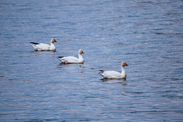 Selective focus view of three snow geese floating in the St. Lawrence River during a spring morning, Cap-Rouge area, Quebec City, Quebec, Canada