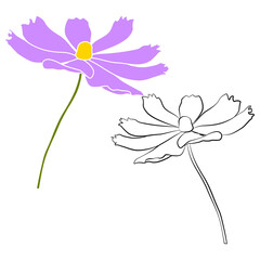 Set of cosmos flower branch vector simple illustration isolated on white background. Black outline hand drawn sketch and colored version. Floral vector for childrens illustration, summer design.
