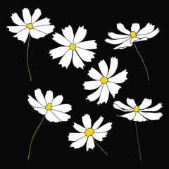 Set of cosmos flower branch vector simple illustration isolated on black background. Outline hand drawn colored version. Floral vector for childrens illustration, summer design.
