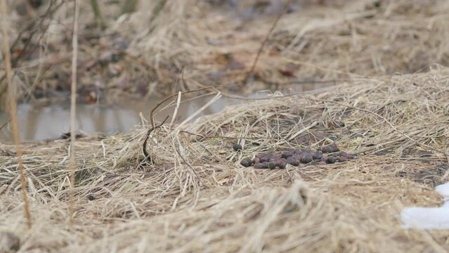 Moose poop on dry grass. Wild animal life.