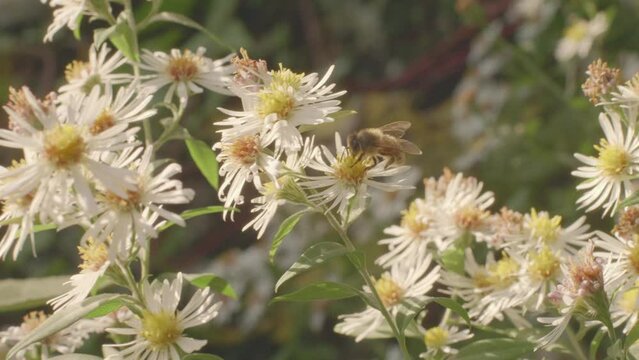Bee pollinating a plant with white heath aster flowers in bloom in late summer