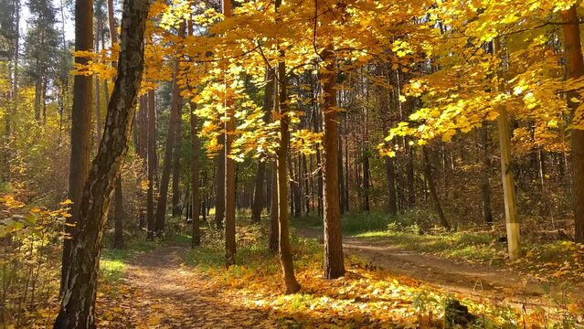 Autumn forest. Yellowed leaves fall from the trees.
