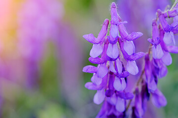 purple flower close-up. horizontal photo, copy space,