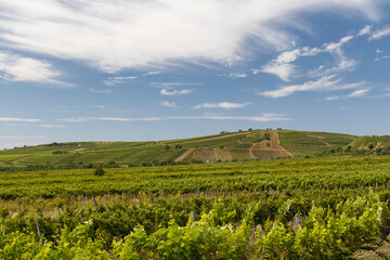Naklejka na ściany i meble Tokaj landscape with vineyard, Unesco site, Hungary