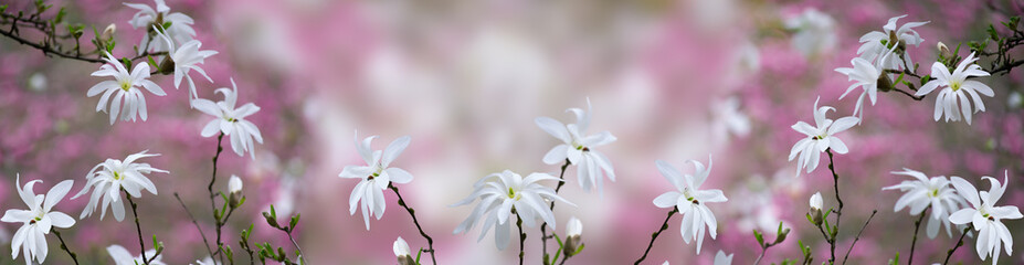 Magnolia stellata flowers blooming in spring fabulous garden on mysterious fairy tale springtime floral background, beautiful nature bloom, wide panoramic banner with park landscape.