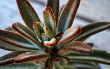 Chocolate soldier succulent 