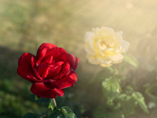 Red Rose in the garden in the sun