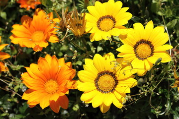 Beautiful orange and yellow Gazania. 
Flower garden.