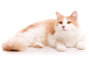 Big with light wool lazily lying on a white background.