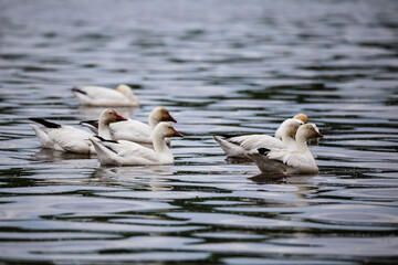 Selective focus view of snow geese floating close to one another in the St. Lawrence River during a spring morning, Cap-Rouge area, Quebec City, Quebec, Canada