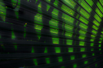 Livistona palm leaves close-up. Exotic motive.