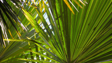 Livistona palm leaves close-up. Exotic motive.