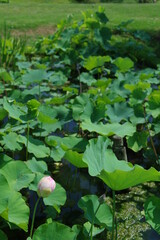 淡いピンク色の蓮の花の蕾