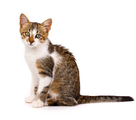 Domestic kitten is sitting sideways and looking at the camera. Isolated on white background.