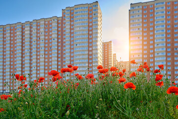 bright red poppies against the backdrop of a new residential area. High-rise buildings, new buildings, a new microdistrict of the city. Beautiful cityscape, sunset, horizontal photo.