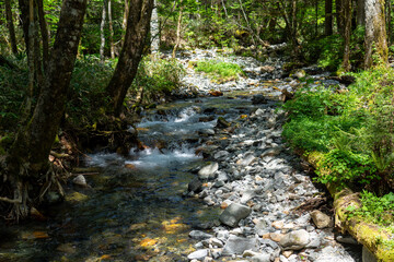stream in the forest