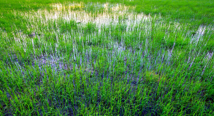 Baby Green rice field in countryside at thailand.Background of Green paddy rice and water in fields.