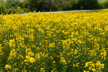 Detail of flowering rapeseed field. Rapeseed field. Agriculture, biotechnology, fuel, food industry, alternative energy, environmental conservation.