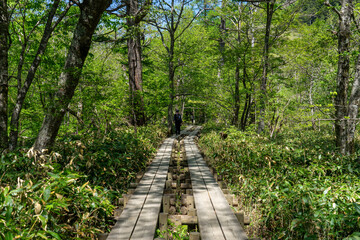 Obraz premium path in the forest