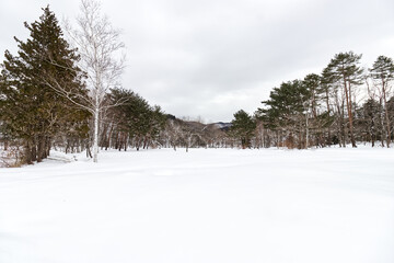 winter landscape forest with trees and snow