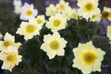 Obraz premium Pulsatilla alpina, alpine anemone, yellow wild flowers at the mountain meadow close-up. Bunch of beautiful blooming flowers by spring day.