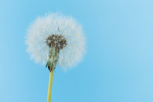 Macro dandelion blowing away, blue sky background. Freedom to Wish. Seed macro closeup. Goodbye Summer. Hope and dreaming concept. Fragility. Springtime. soft focus. Macro nature. abstract background
