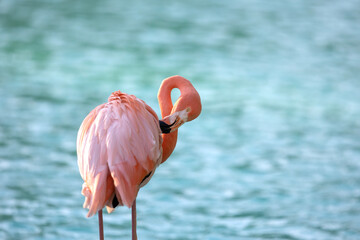 close up of a flamingo isolated on blue water
