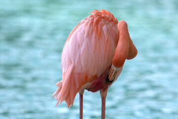close up of a flamingo isolated on blue water
