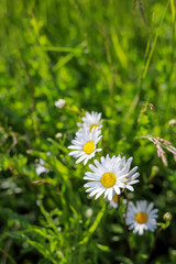 A row of daisies growing in the meadow in Poland