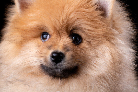 Close up of fluffy little Pomeranian Spitz looking to the side.