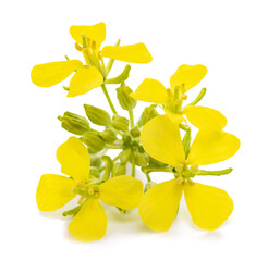 Mustard plant with flowers