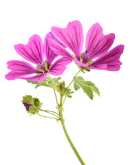 Mallow flowers