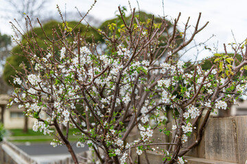 blooming tree in spring