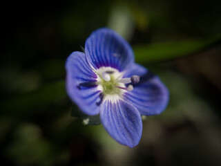 close up of blue flower