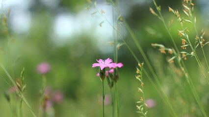 flowers in the meadow