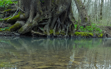 tree in the water
