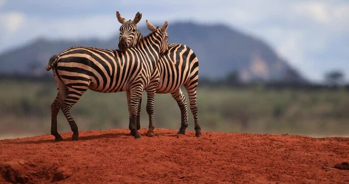 Two zebras hug each other in the Tsavo Game Reserve
