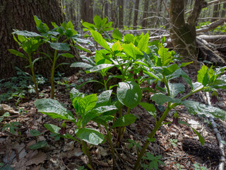 plants in the garden