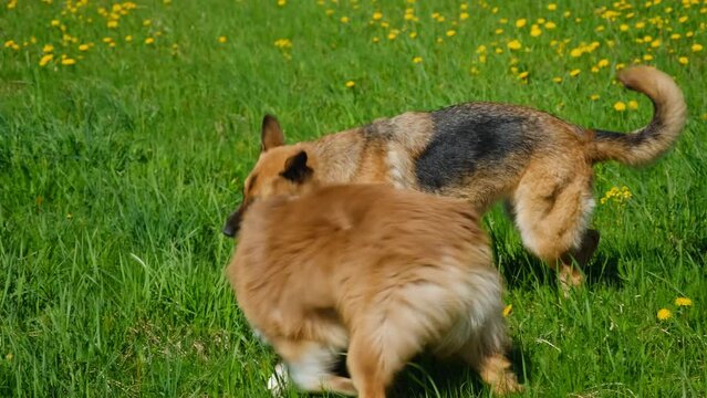 Concept of World Animal Day or International Animal Rights Day. Two dogs German and Australian Shepherd having fun playing in field of dandelions in summer. Dogs in park are pulling ball on string.