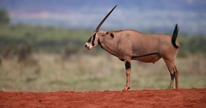 An oryx rests in the Tsavo reserve