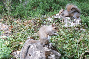 Grey squirrel in the spring forest sitting on the tree eating, another squirrel is defocused on the back. Ecological concept.