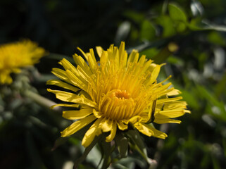 dandelion