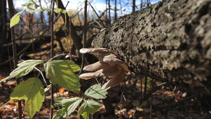 squirrel on the tree