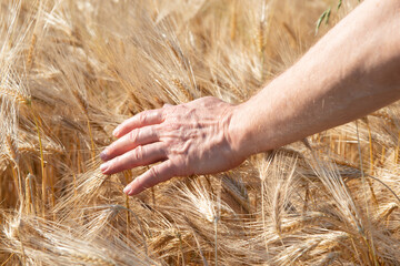 Male hand touching golden cereals grows in field. Grain crops. Spikelets of wheat, June. Important food grains