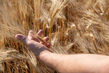 Male hand touching golden cereals grows in field. Grain crops. Spikelets of wheat, June. Important...