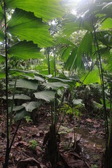 rain forest